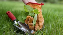 Trädgården hotas av ogräs: de farligaste växterna tar över tomten på våren