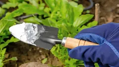 Vanligt bikarbonat mot skadedjur: ett snabbt och billigt sätt att skydda skörden